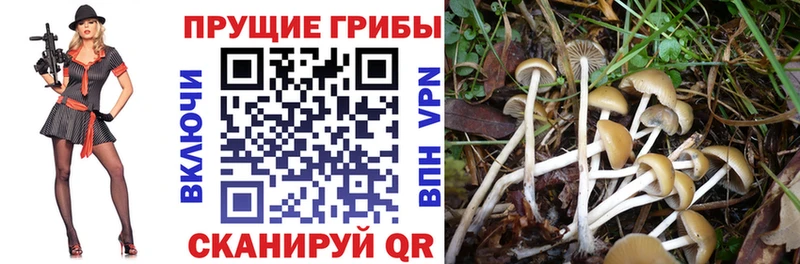 Псилоцибиновые грибы GOLDEN TEACHER  нарко площадка состав  Юрга  купить закладку 